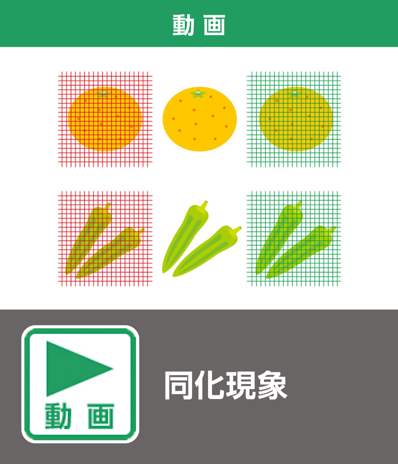 同化現象（動画）