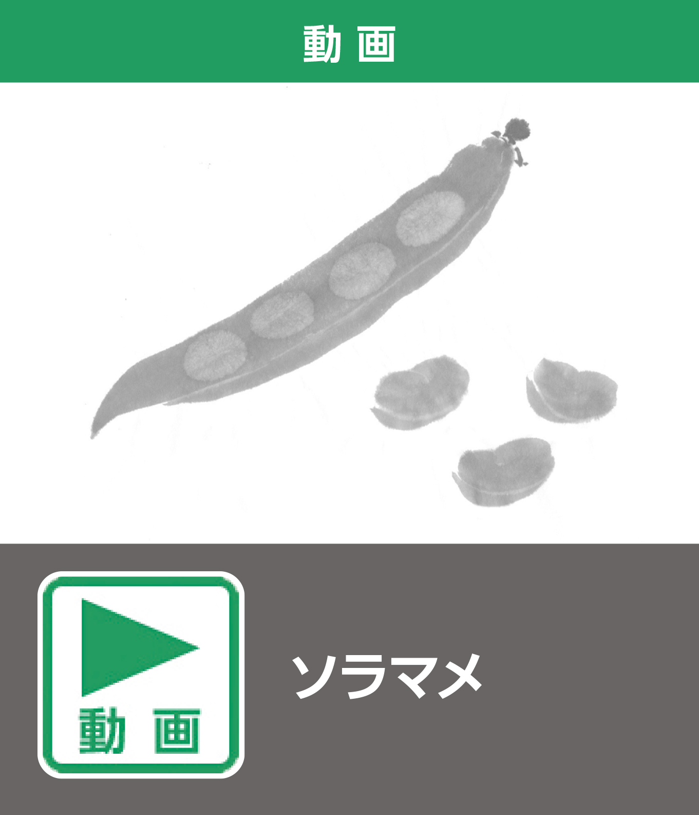 ソラマメ（動画）